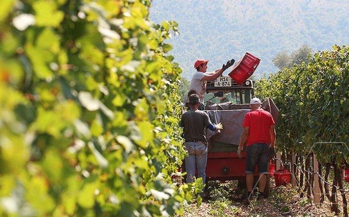 Balkan poludio za čudesnom biljkom: Donosi desetine hiljada maraka zarade, a raste i u baštama!