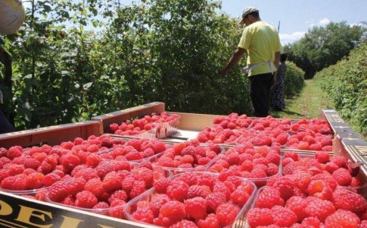 Proizvođači jagodičastog voća poručuju: Cijena od dvije KM i niža uništila bi bh. malinarstvo!