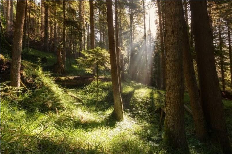 Zastupljene kompletne flora i fauna - Avaz