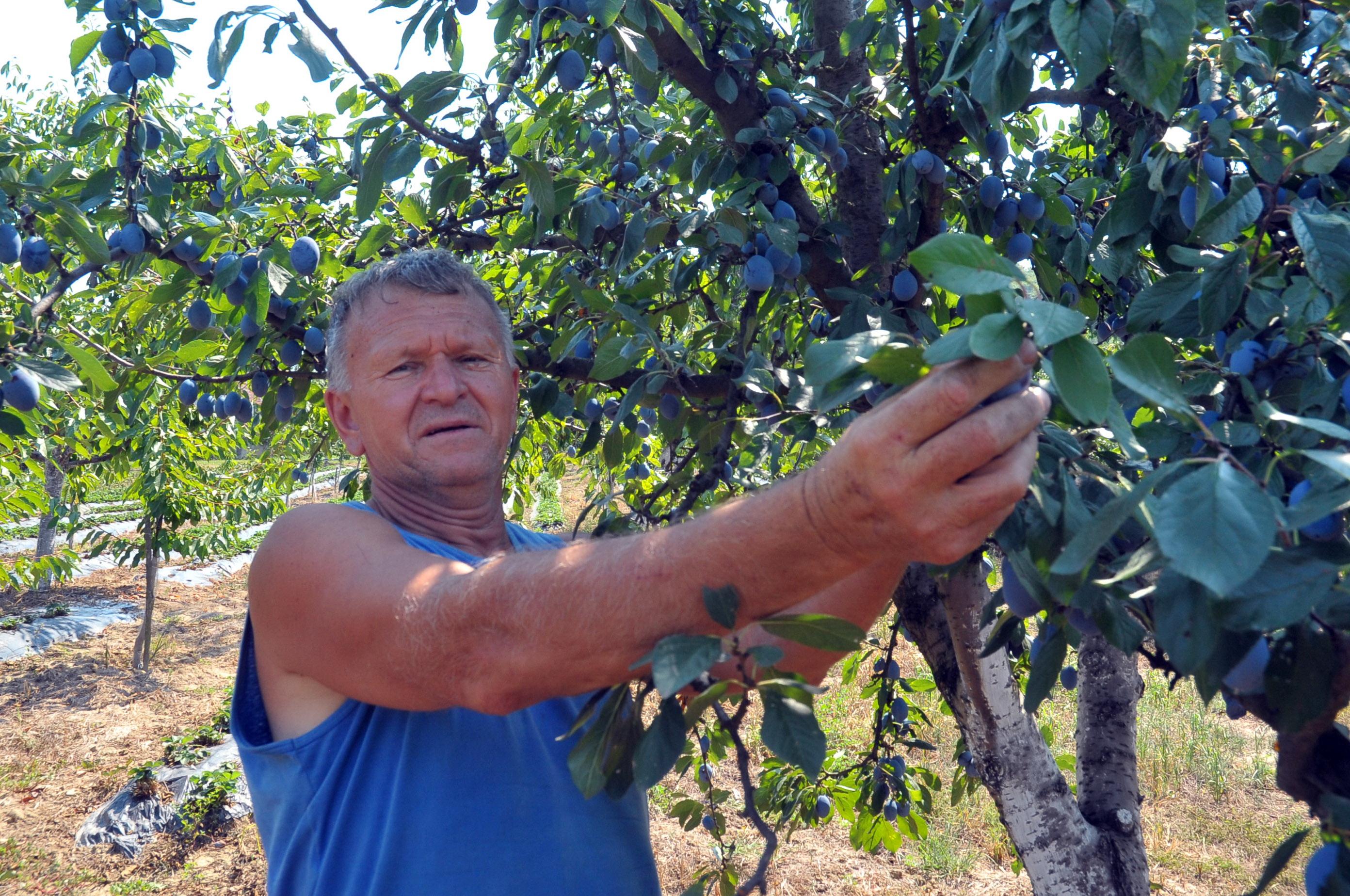 Karamujić je svakodnevno u voćnjaku - Avaz