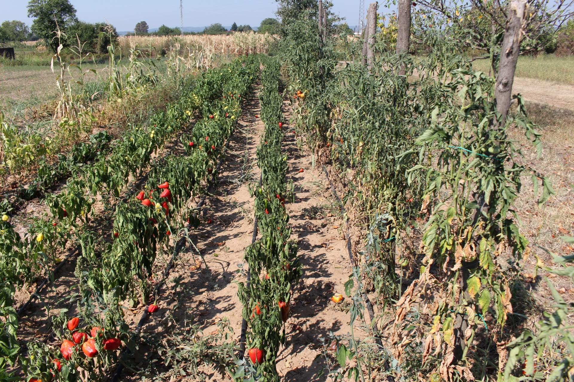 Farmeri na koljenima: Posavska polja spržena