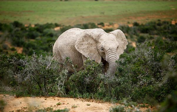 Tragedija: Slon ubio dvije djevojčice u kampu