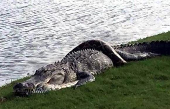 Ne zna se ko je izvukao deblji kraj: Golferi slučajno snimili epsku bitku između pitona i aligatora