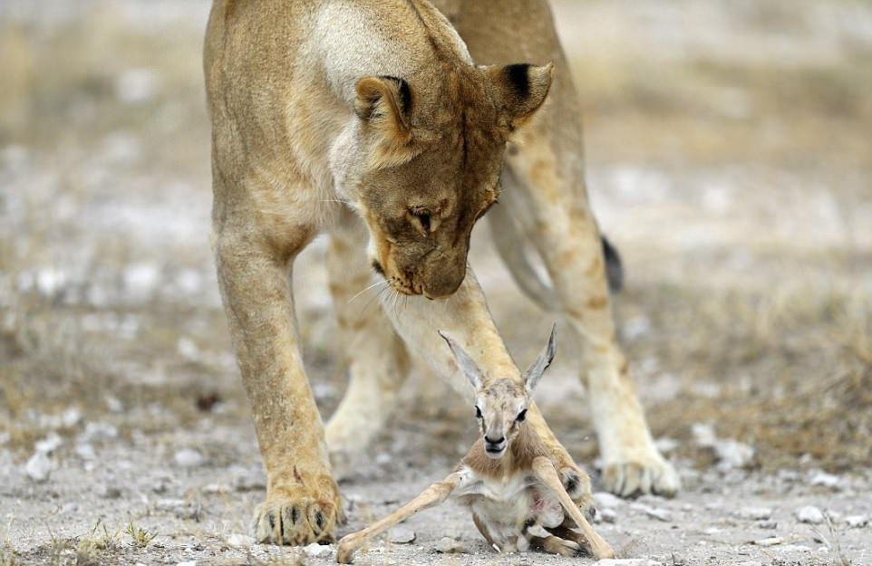 Majčinski instinkti: Lavica usvojila mladunče antilope