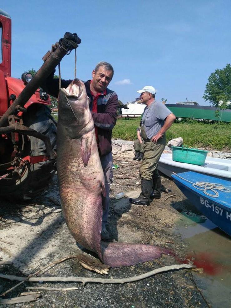 Kod otoka bezobraznog imena upecali soma od 85 kilograma