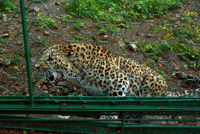 Leopard u nacionalnom parku u Ugandi pojeo trogodišnjeg dječaka