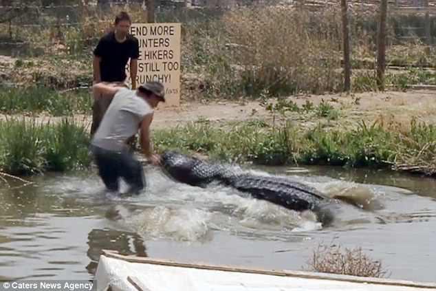 Zbog sulude odluke da snima ''live'' video, mogao ostati bez ruke, kada je aligator skočio na njega