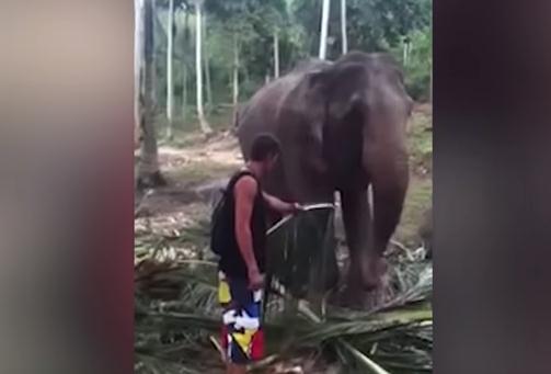 Nevjerovatno: Slon nokautirao turistu na Tajlandu