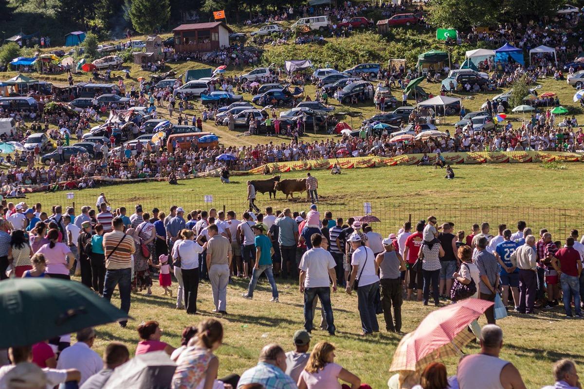 Hoće li Medonja, bik Habiba Bjelića iz Olova, zadržati titulu višestrukog pobjednika Čevljanovića?