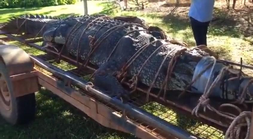 Uhvaćen krokodil od 600 kilograma, potraga trajala osam godina