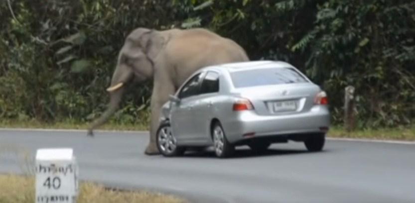 Mogao ih je zgnječiti: Slon nasrnuo na automobil