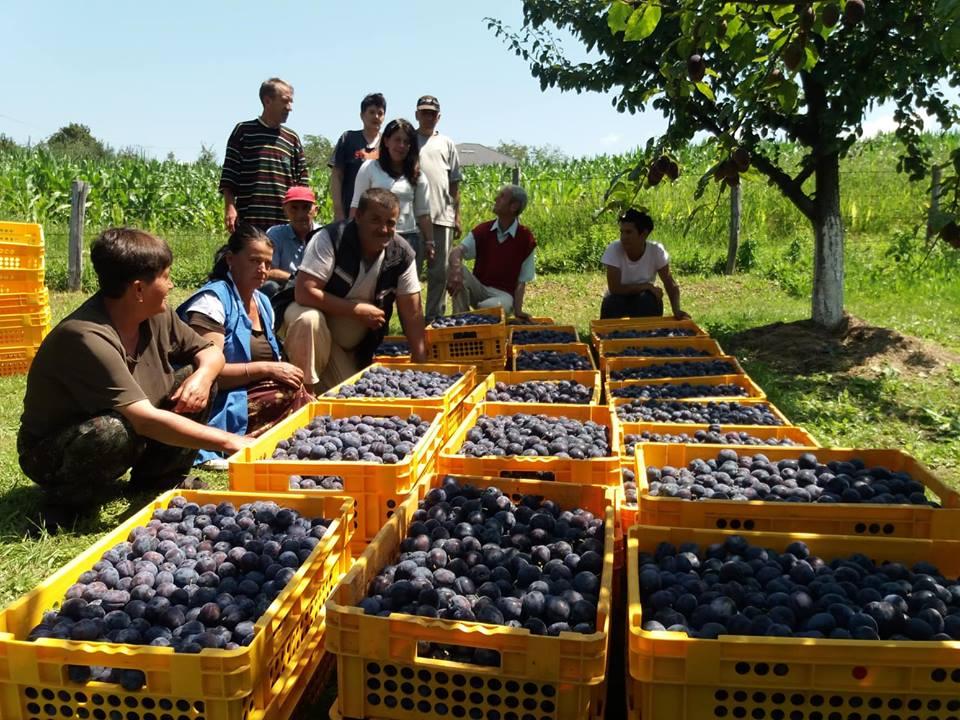 Doboj Istok: U voćnjaku Mirsada Durmića, rodile šljive ranke, pa se poklonile štićenicima