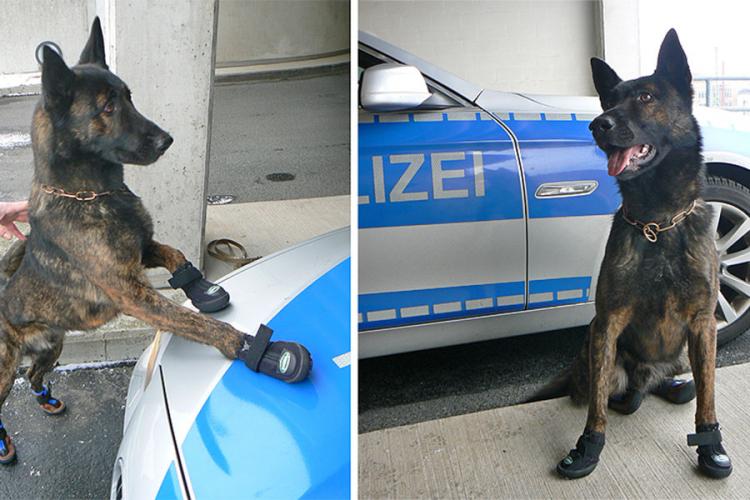 Policijski psi u Cirihu idu u patrolu u cipelicama