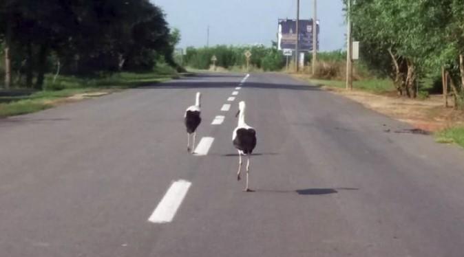 Nestvarne scene u Kikindi: Rode šetaju putem, saobraćaj stoji