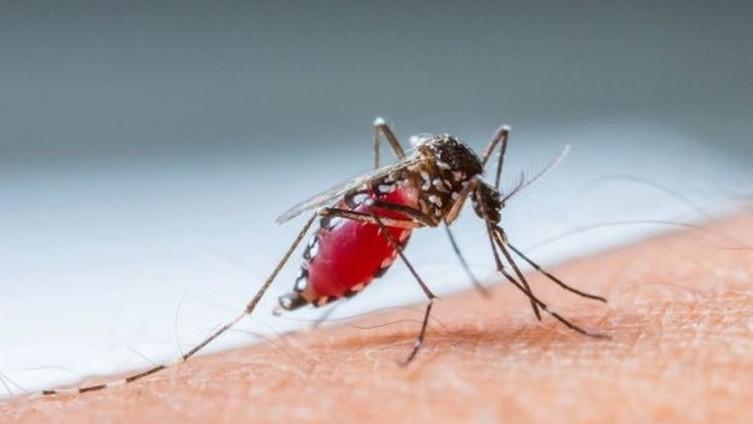 Potvrđen virus Zapadnog Nila u Hrvatskoj: U groznici su četiri osobe, prenose ga komarci