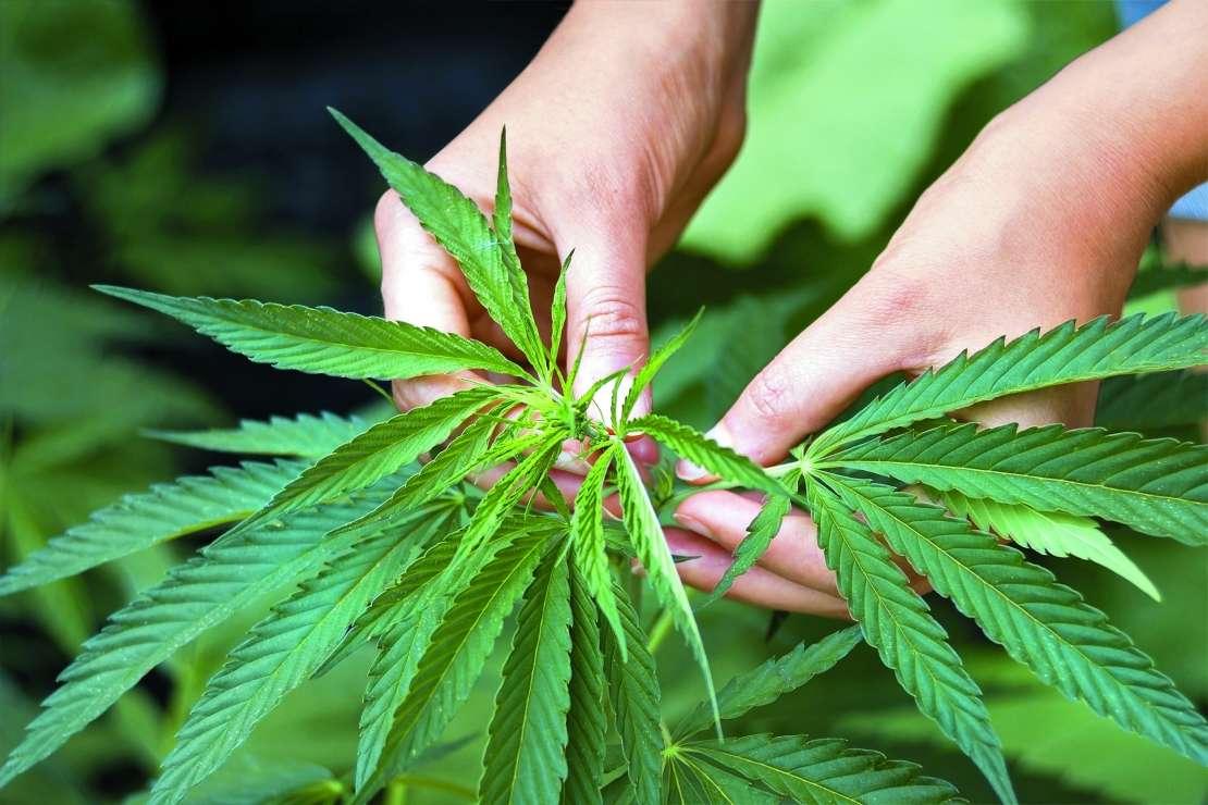 Kanada vrši posljednje pripreme za legalizaciju kanabisa