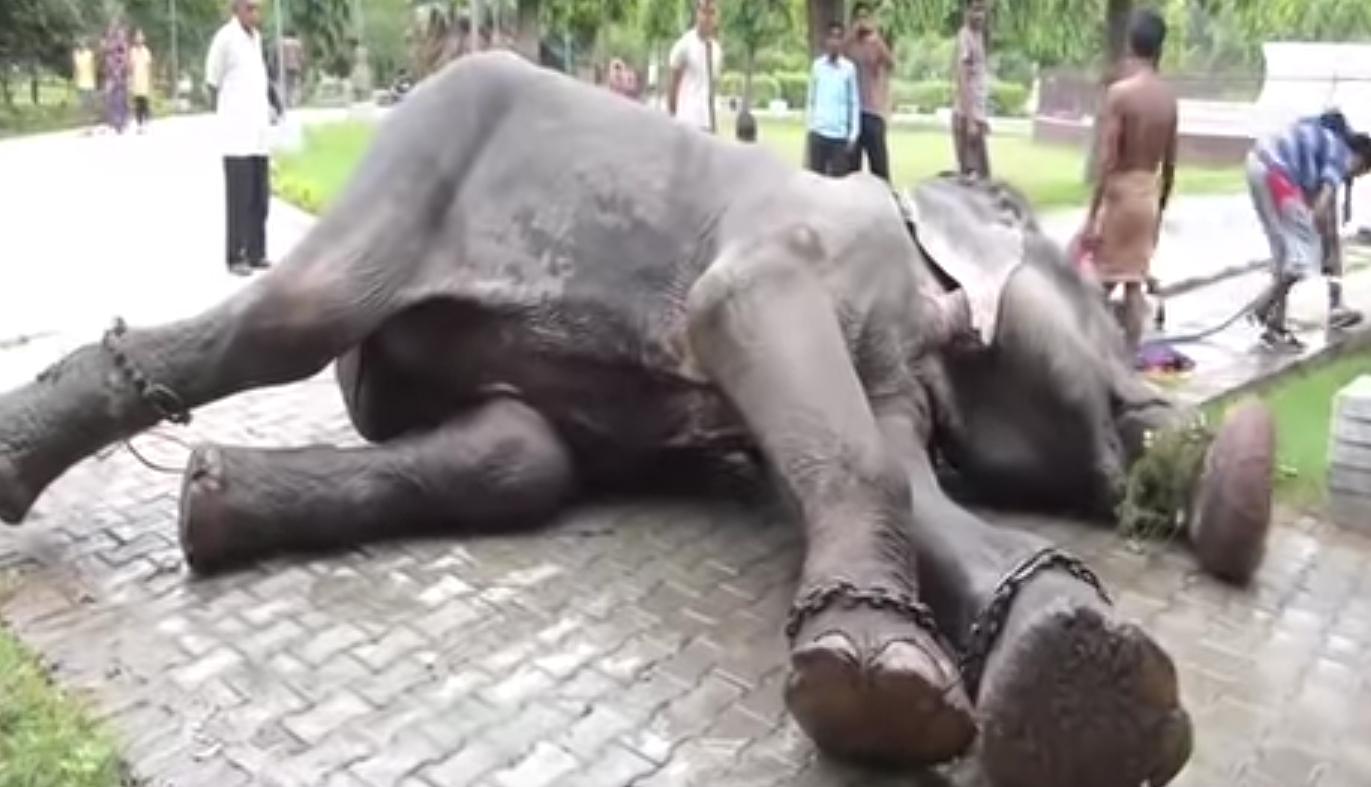 Zaplakao od sreće: Slon koji je bio u zarobljeništvu pola stoljeća konačno slobodan