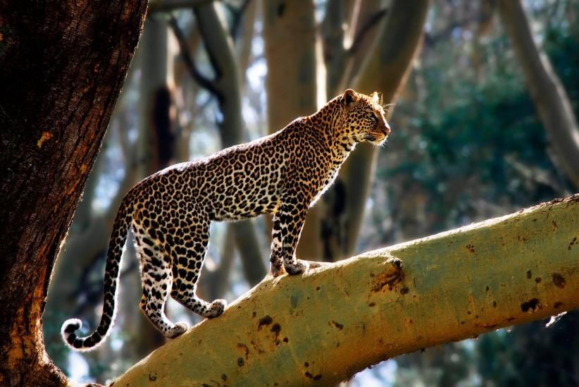 Česti napadi leoparda - Avaz