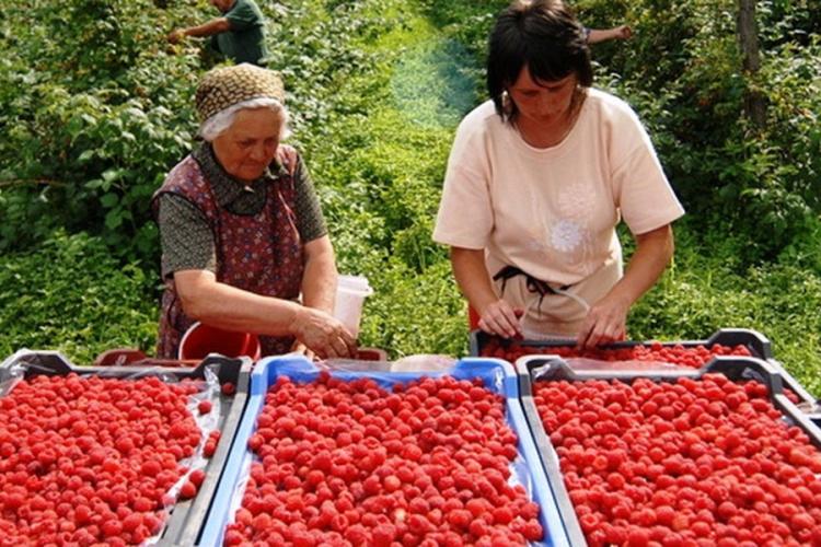 USAID/Sweden FARMA II nastavlja podršku proizvođačima jagodastog voća širom BiH