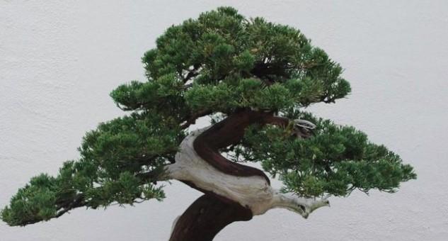 Bonsai, minijaturna biljka - Avaz