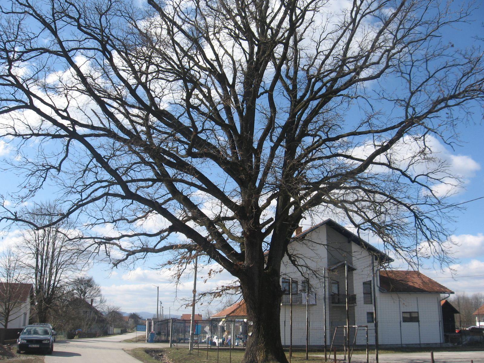 Hrast je ponos sela, u kojem je sve manje stanovnika - Avaz