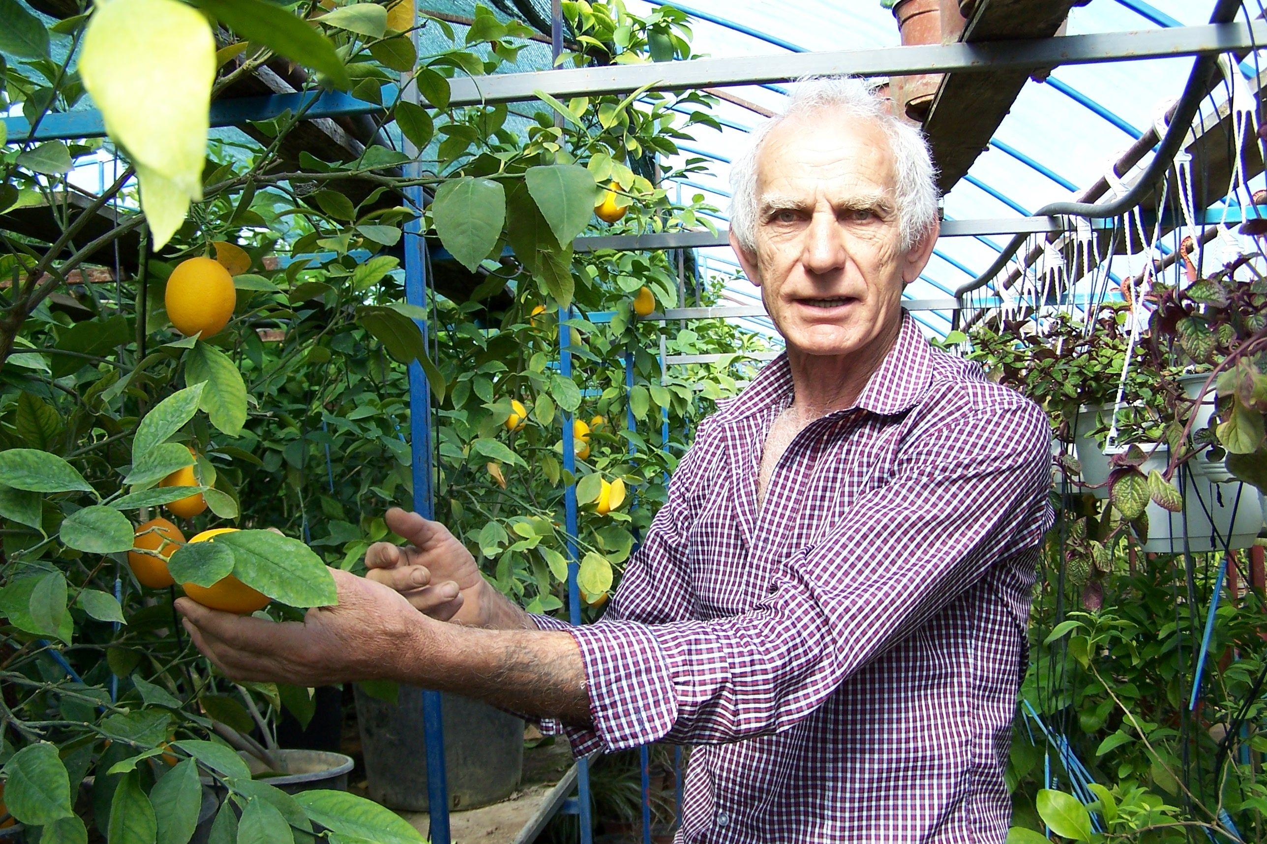 Godišnje proizvede skoro 2.500 sadnica limuna, mandarine, klementine i drugog južnog voća - Avaz