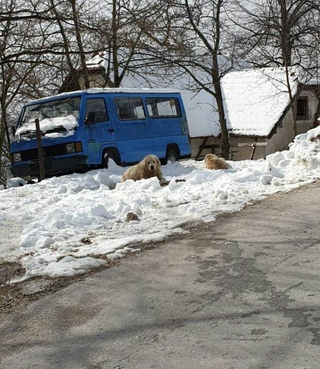 Građani strahuju od pasa koje vlasnici puštaju na ulicu