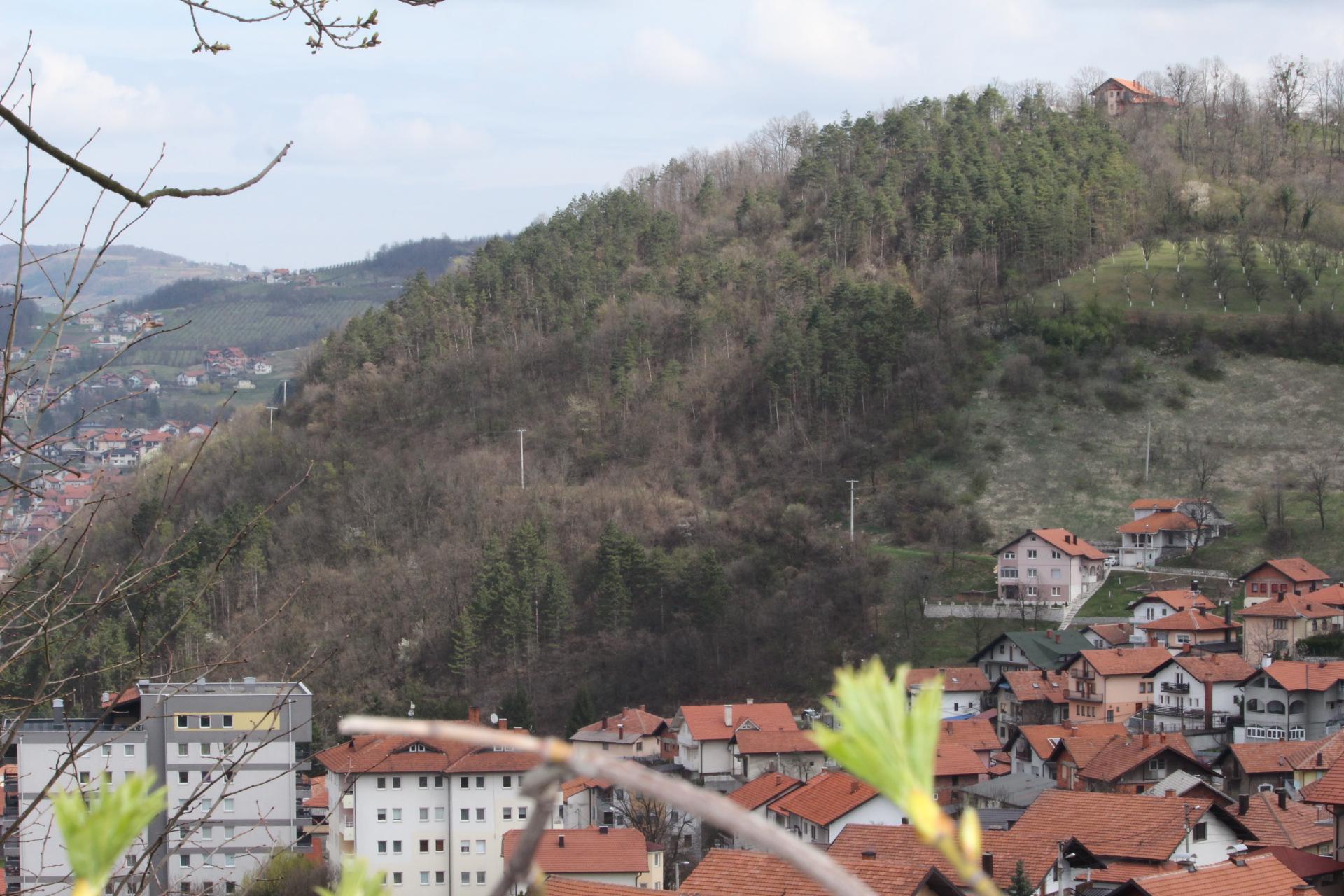 Učin gaj: Bogat crnogoričnim drvećem - Avaz