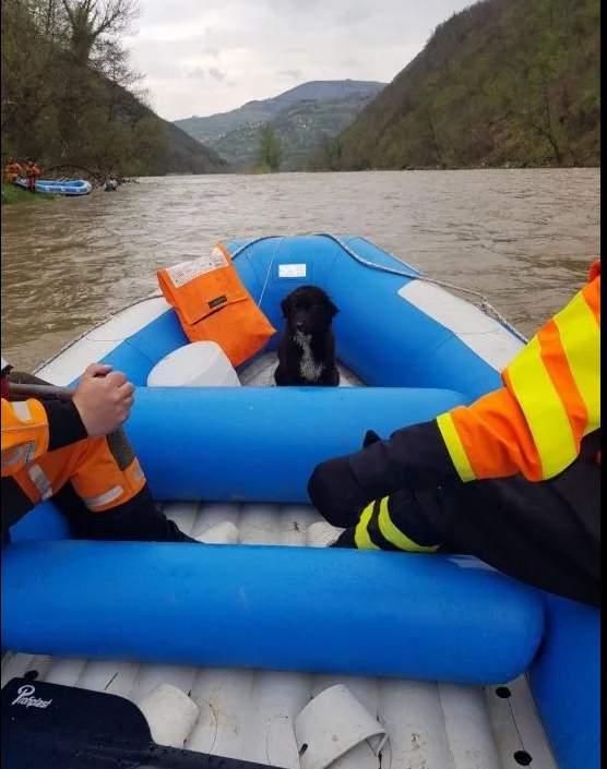 Preplašenog psa spasili iz ledene Bosne