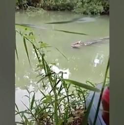 Muškarac je nestao, a onda je iz vode izronio krokodil koji je u čeljustima držao ljudsku nogu