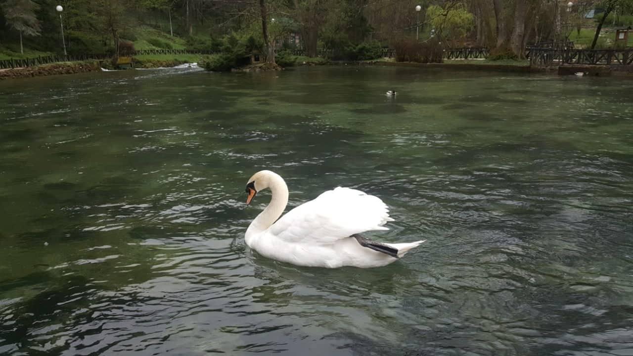 Mladunčad labudova stigla na Vrelo Bosne