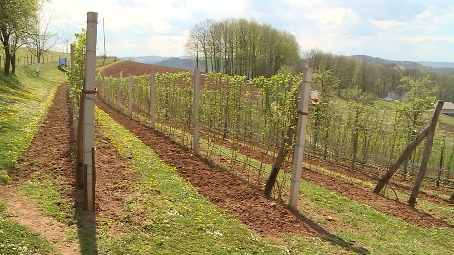 Otkupna cijena malina još neizvjesna - Avaz