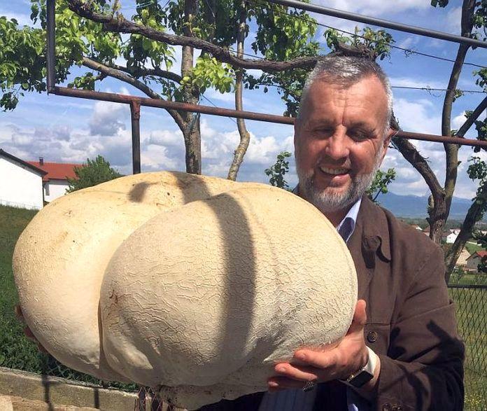 U Stipanjićima kod Tomislavgrada ubrana gljiva puhara teška 10 kg