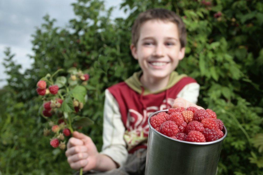 Maline sadrže kalij, kalcij, fosfor i željezo - Avaz