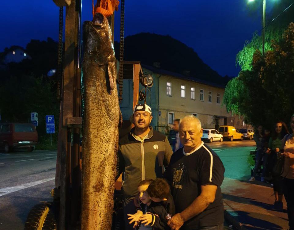 Na Drini u Višegradu upecan som težak čak 84 kilograma i dug dva i po metra