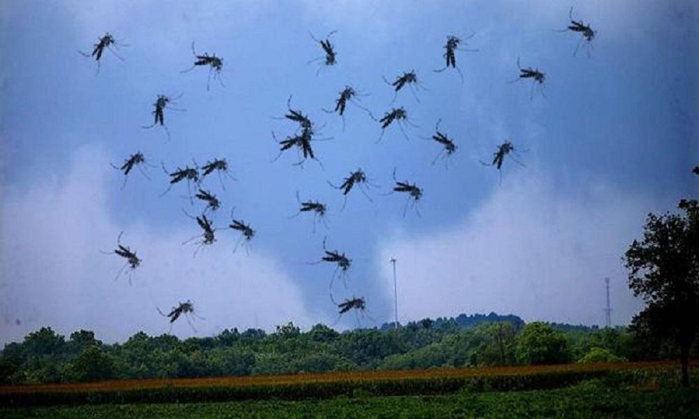 Pogledajte kako izgleda mini tornado od komaraca