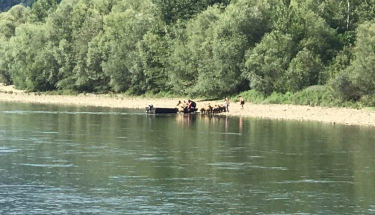 Čamcima prebacuju ovce preko rijeke u rejonu Skelana - Avaz