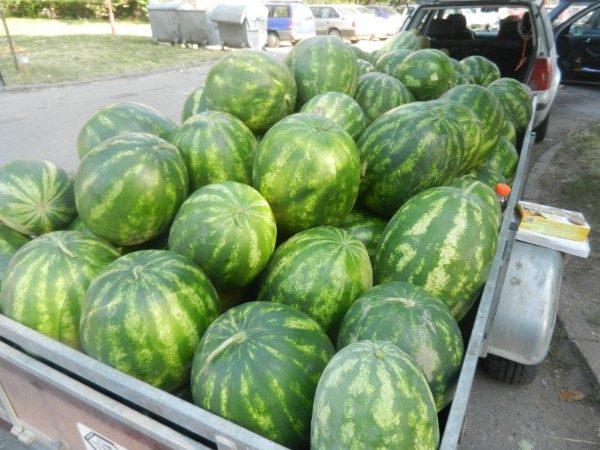Potraga za kradljivcima lubenica - Avaz