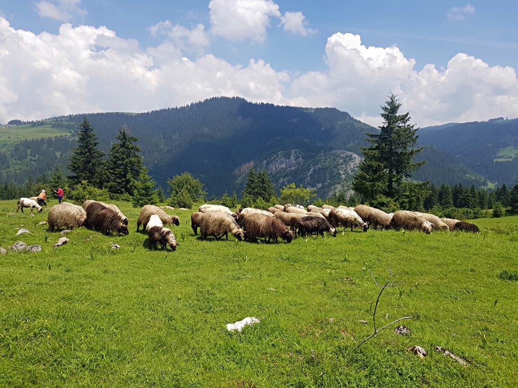 Grom udario u štalu kod Sokoca, stradalo kompletno stado ovaca