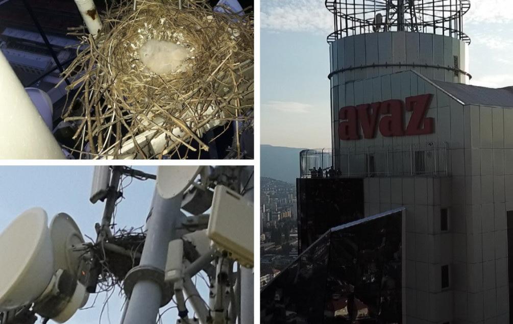 Gnijezdo na tornju „Avaza“ - Avaz