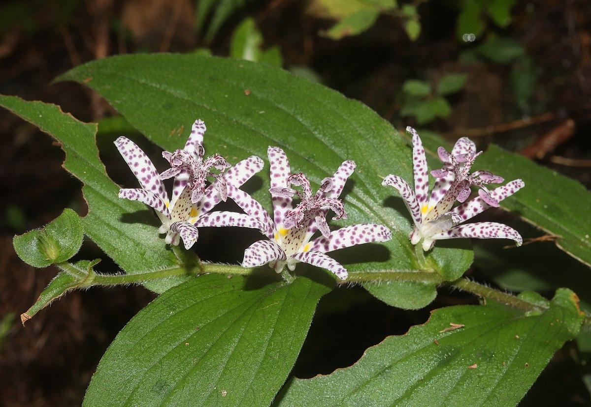 Tricyrtis hirta je posebna vrsta ljiljana - Avaz