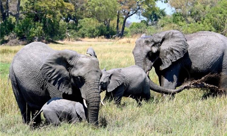 Slonovi u Zimbabveu umiru od suše i gladi