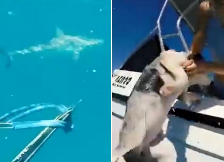 Mladić bez razmišljanja skočio u okean i spasio svog ljubimca od morskog psa