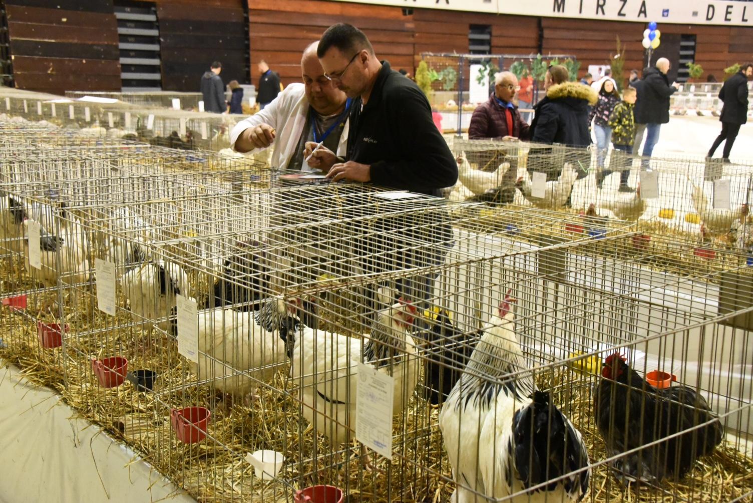 Otvorena izložba ptica i sitnih životinja