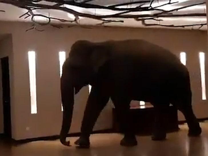 Slon prošetao hodnikom hotela i iznenadio osoblje