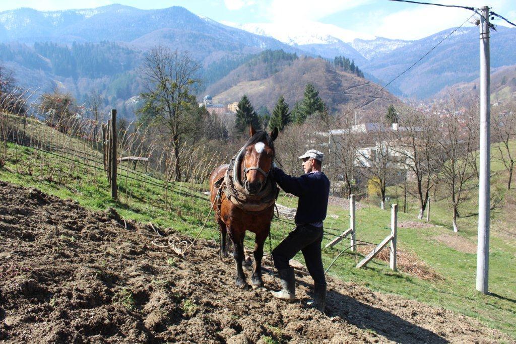 Damir s konjem Cvjetkom - Avaz