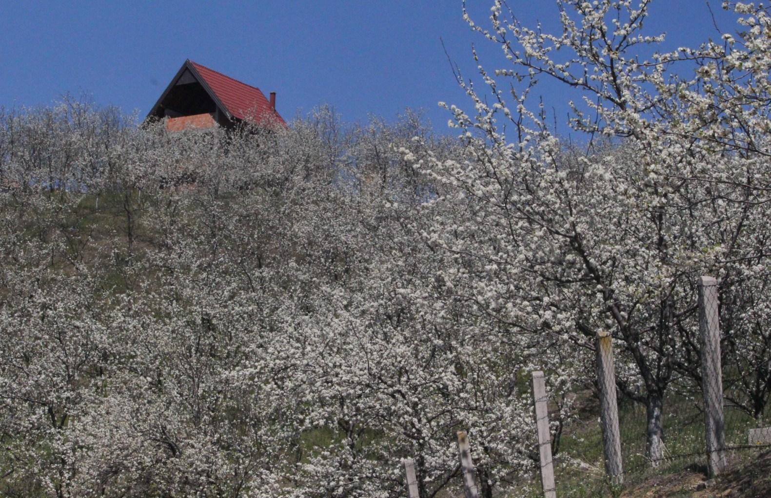 Bosnom šljive već probeharale, šta to znači