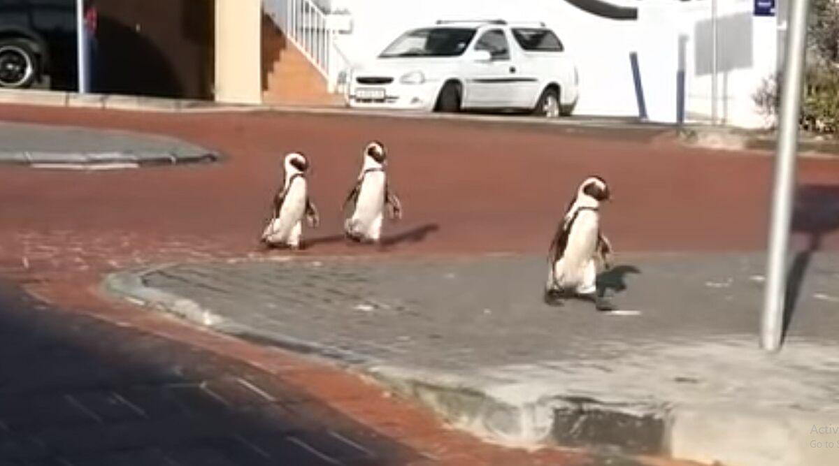 Pingvini u šetnji praznim ulicama