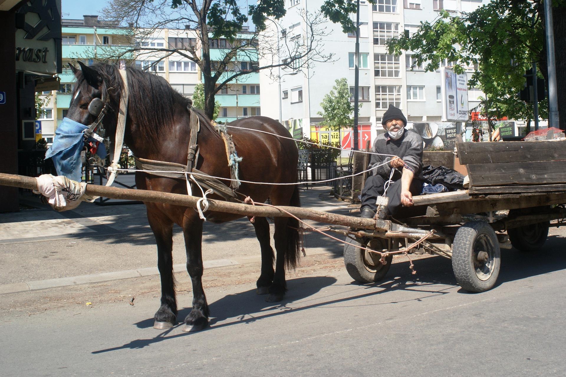 Boji se korone, i sebi i konju stavio masku