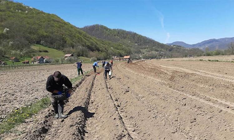 Već 15 dana zasijavaju se poljoprivredne površine - Avaz